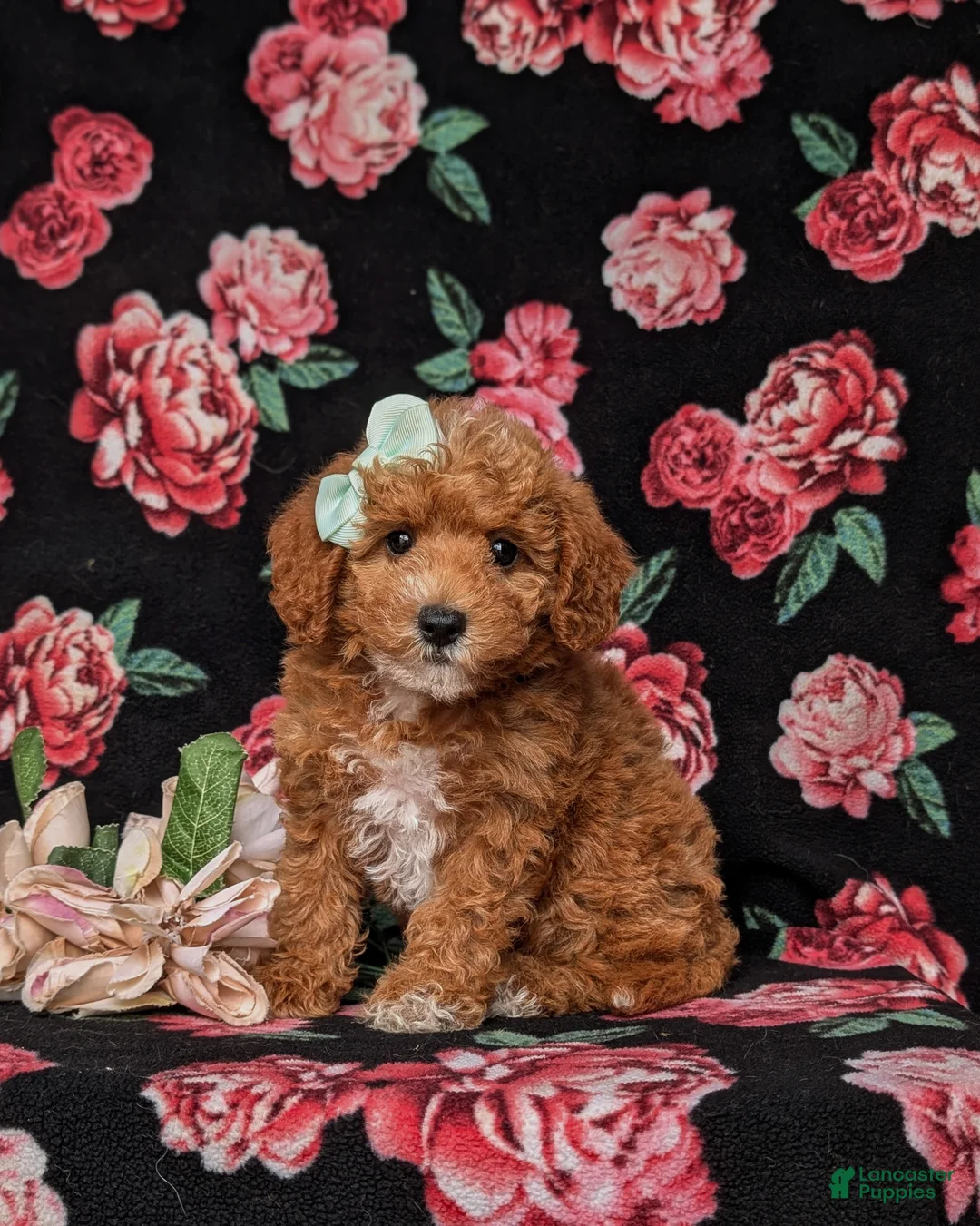 Miniature Labradoodle dogs for sale: Whitley Hypoallergenic - Ad 1