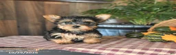 Yorkshire Terrier dogs for sale: Dexter - Ad 3