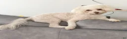 Maltipoo dogs for sale: Scamper - Ad 5