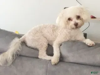 Maltipoo dogs Biggie Smalls - Ad 2