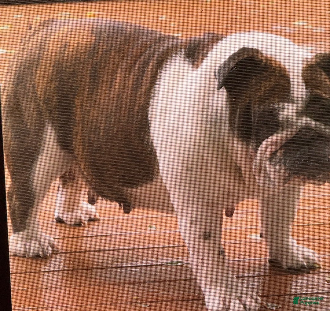 English Bulldog dogs for sale: Dizzy - Ad 3