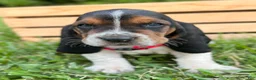 Basset Hound dogs for sale: Charlie - Ad 3