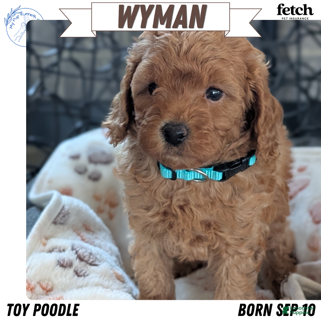 Toy Poodle dogs for sale: Wyman - Ad 1