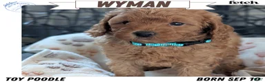 Wyman
