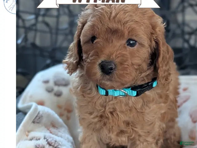 Toy Poodle dogs for sale: Wyman - Ad 1