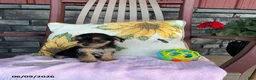 Yorkiepoo dogs for sale: Buttercup - Ad 8