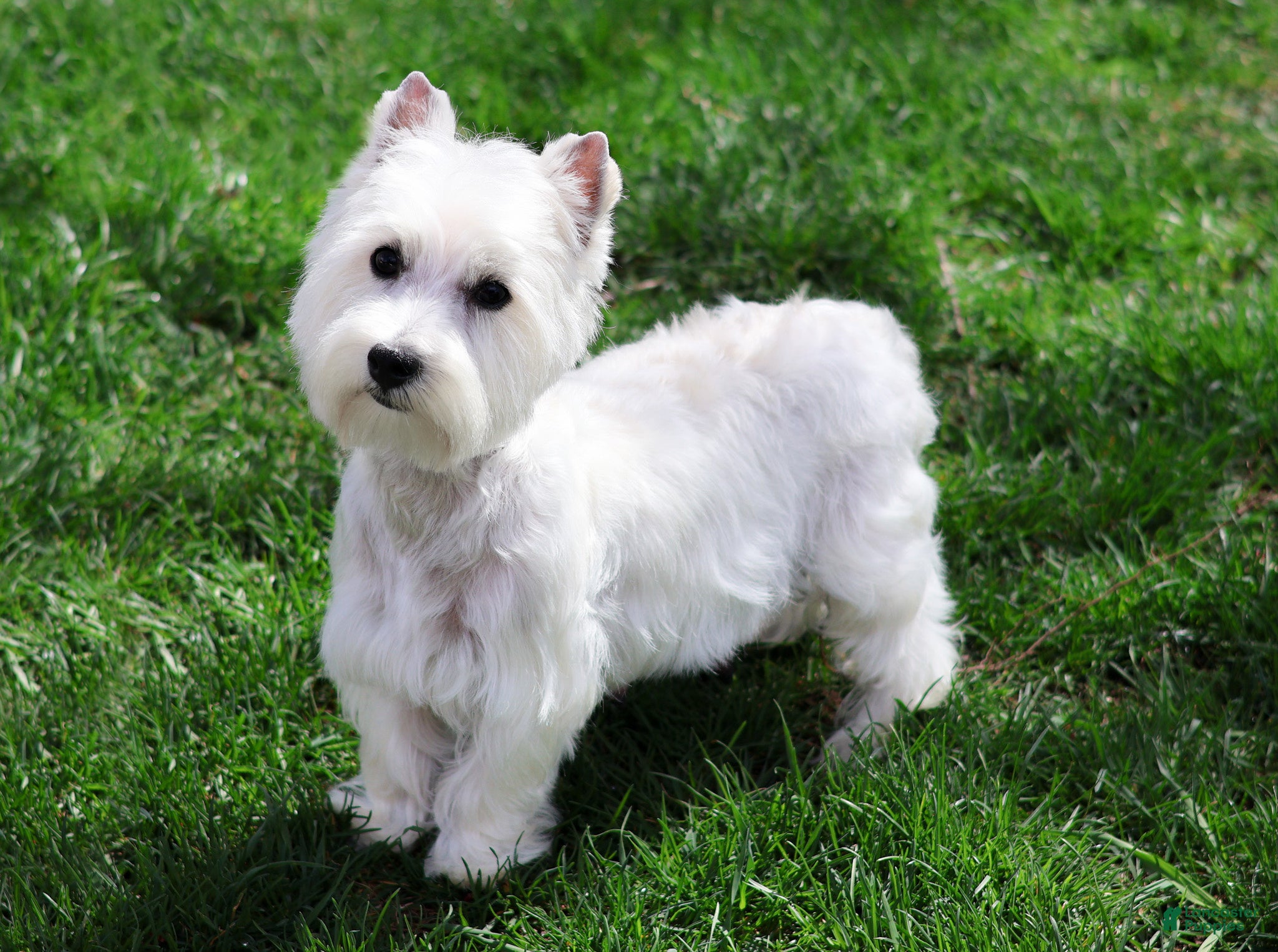 West Highland Terrier dogs Odessa - Ad 26
