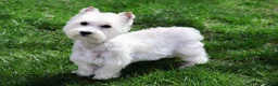 West Highland Terrier dogs for sale: Odessa - Ad 1