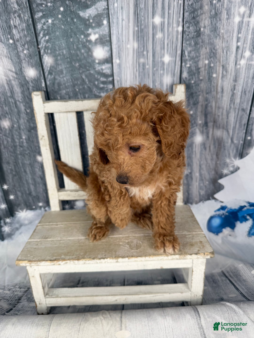 Cavapoo dogs for sale: Rita - Ad 4
