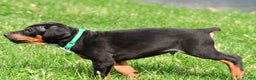 Doberman Pinscher dogs for sale: Rocco - Ad 7