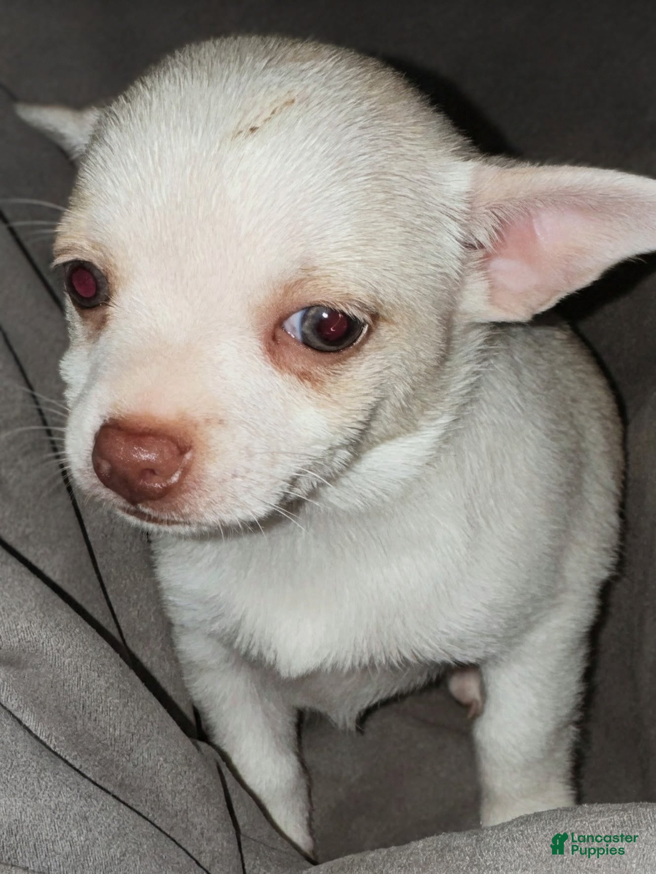 Chihuahua dogs Sassy - Ad 37