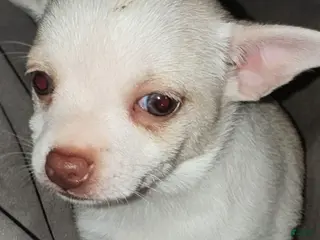 Chihuahua dogs Sassy - Ad 37