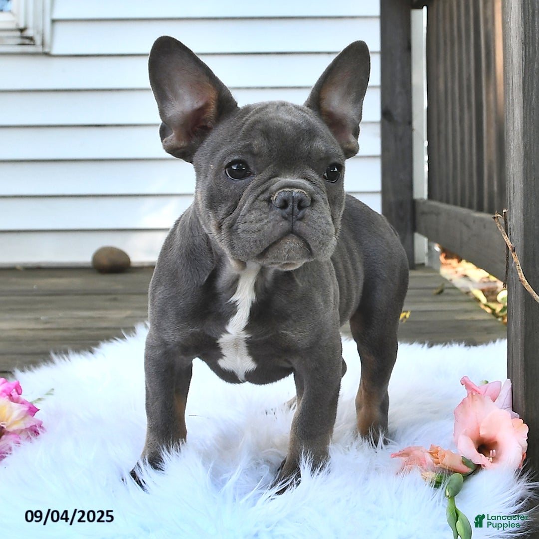 Isabella French French Bulldog Most Expensive Color Silky French