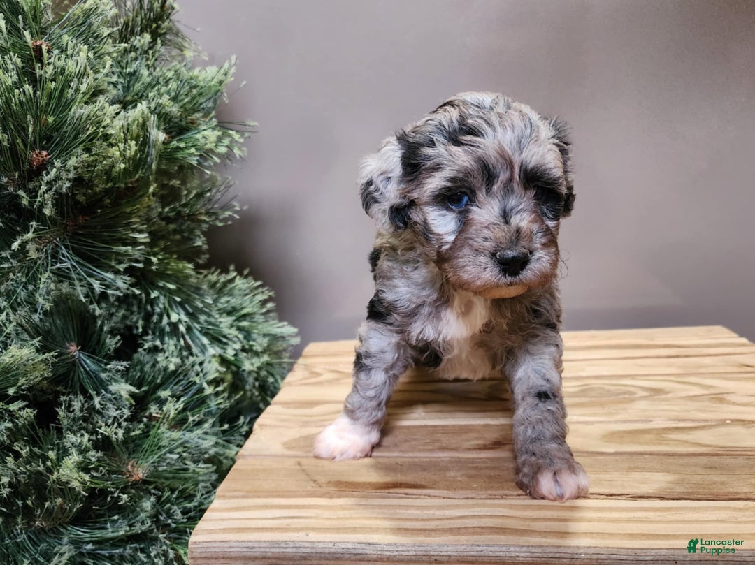 Mini Bernedoodle dogs for sale: Angel - Ad 6