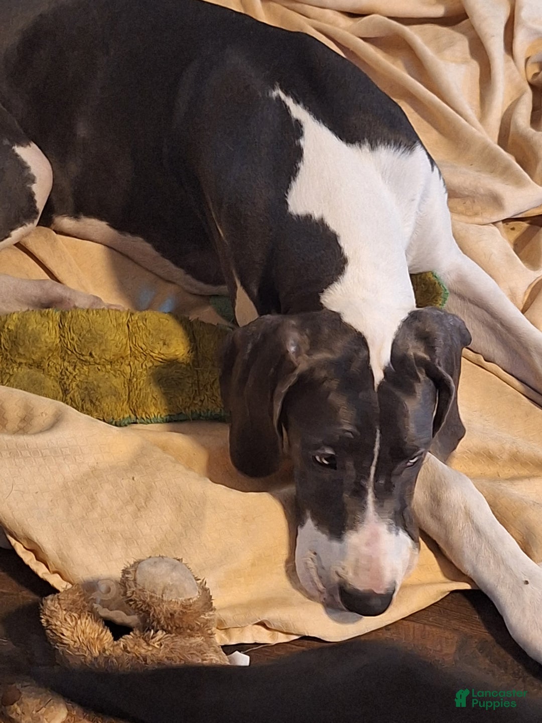 Great Dane dogs for sale: Great Dane Puppy 2 - Ad 3