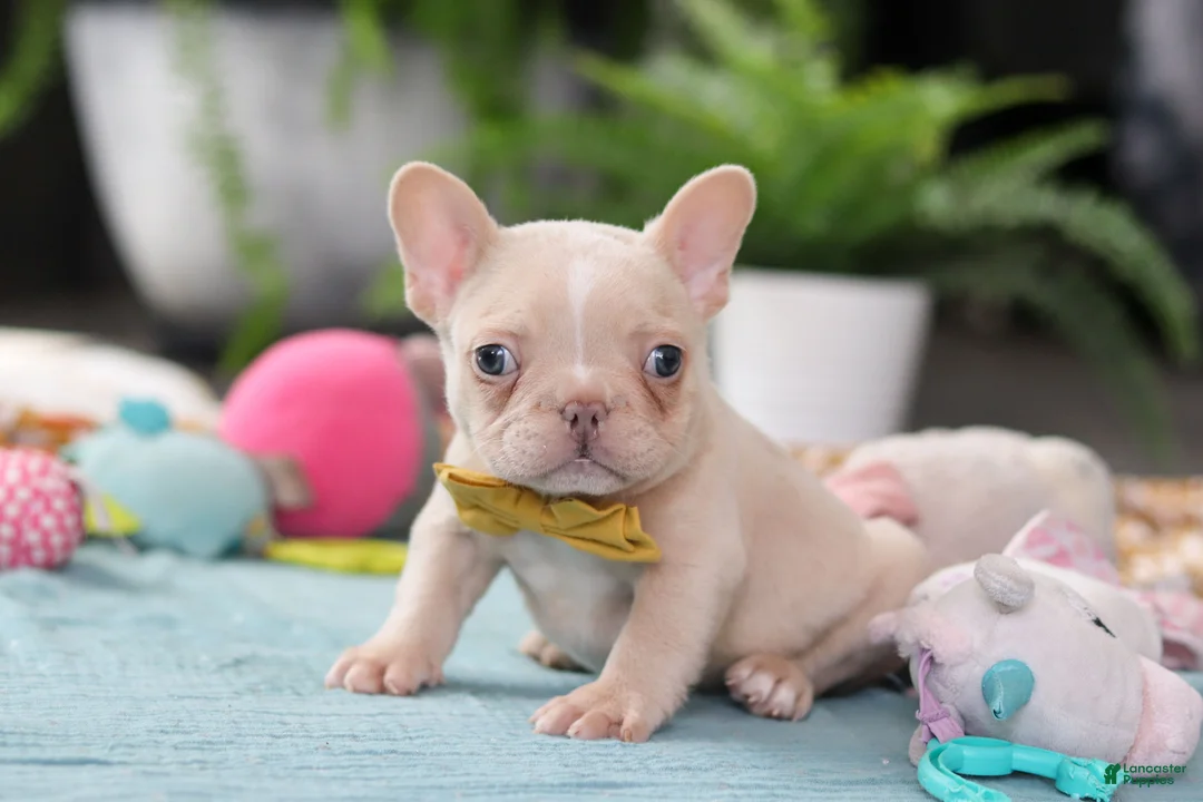 French Bulldog dogs for sale: Jared - Ad 2