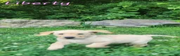 Labrador Retriever dogs for sale: Liberty - Ad 7