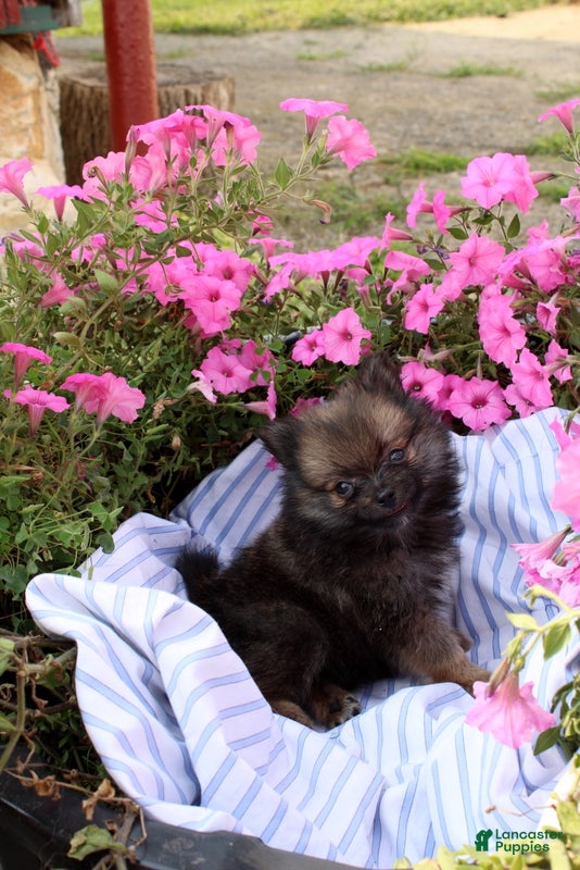 Pomeranian dogs Conie - Ad 2