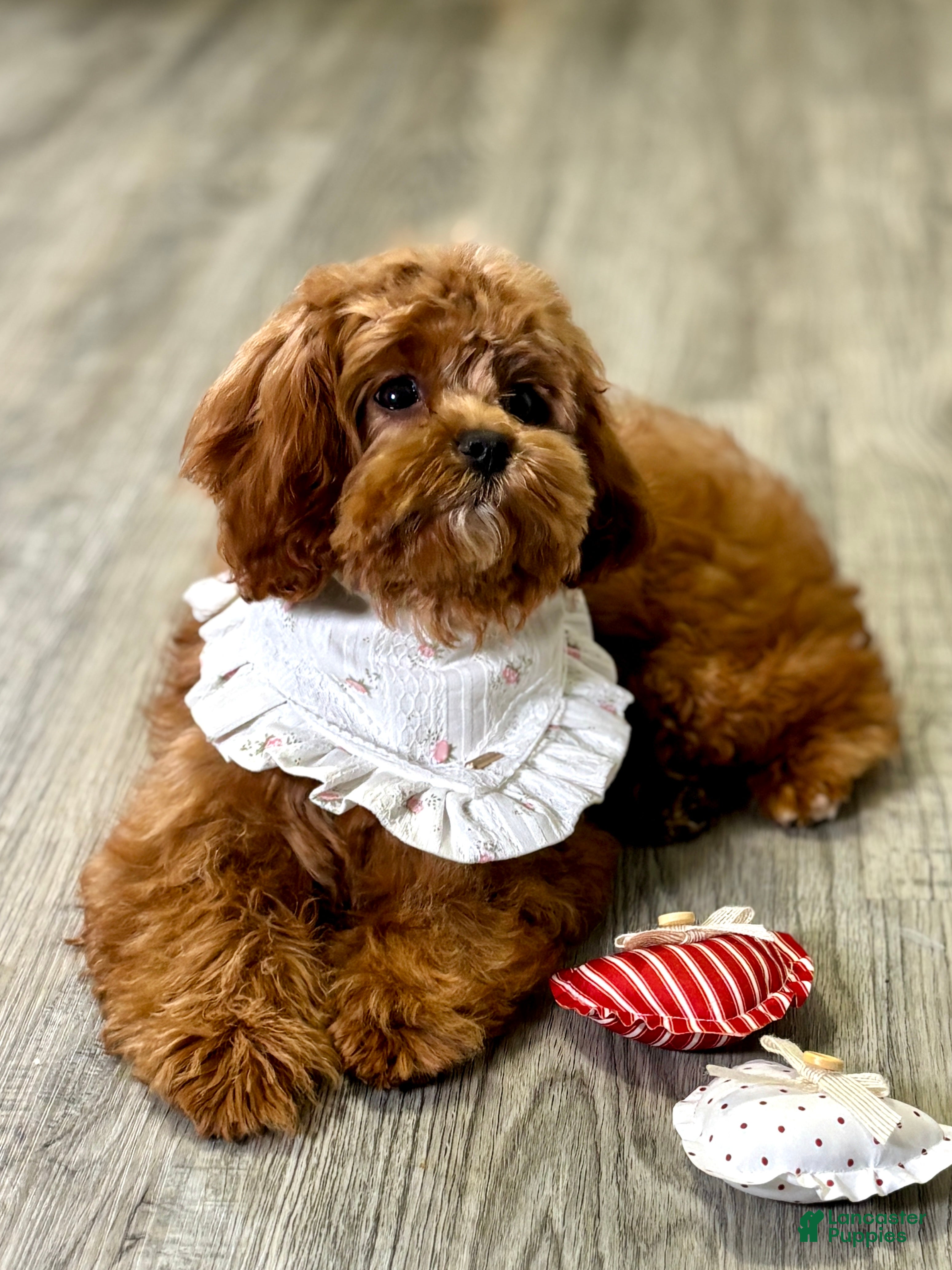 Cavapoo dogs Fifi - Ad 41