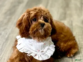 Cavapoo dogs Fifi - Ad 41