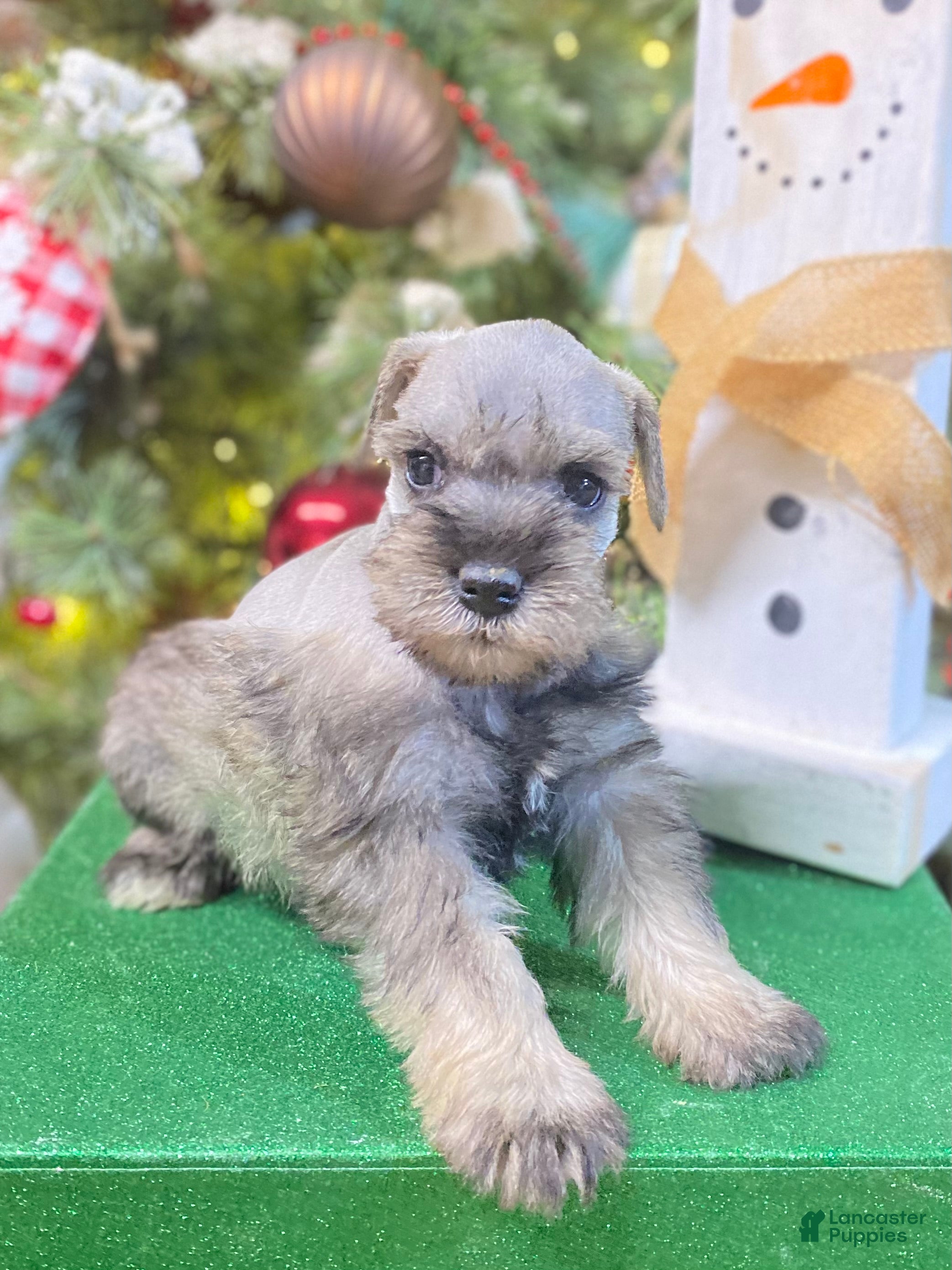 Miniature Schnauzer dogs Miniature Schnauzer Puppy 1 - Ad 33
