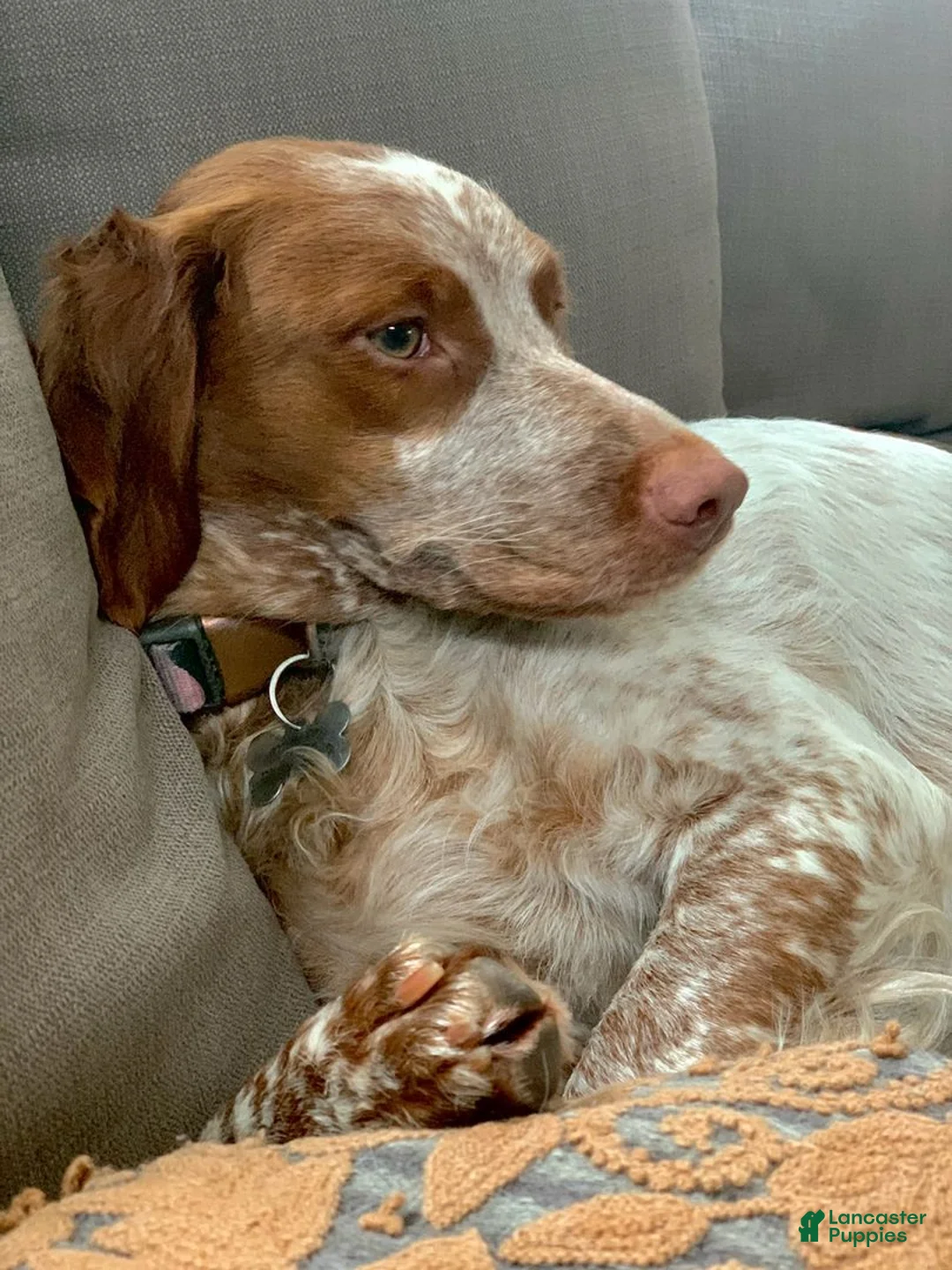 Brittany Spaniel dogs for sale: Brittany Spaniel 4 - Ad 11