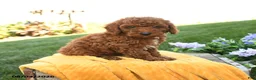 Miniature Poodle dogs for sale: Milo - Ad 2