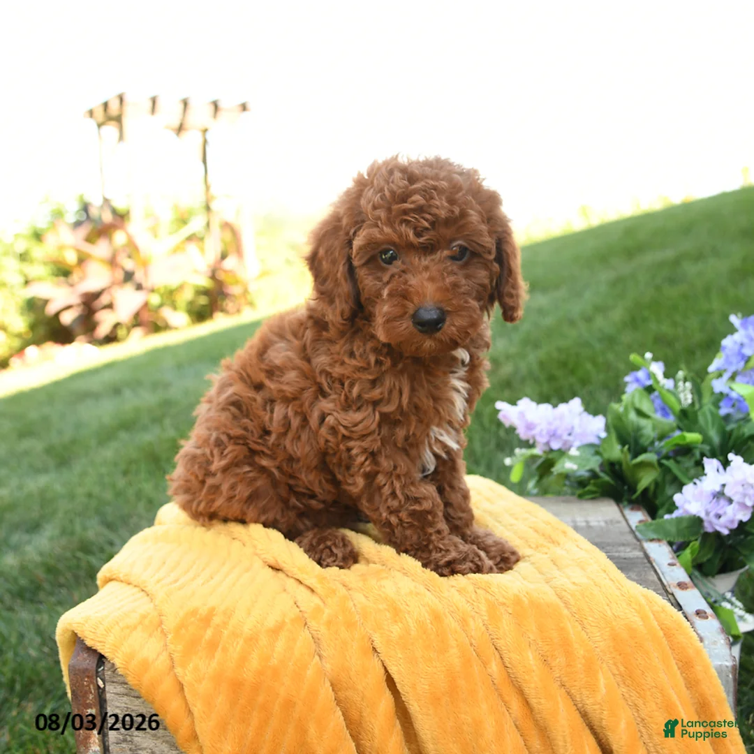 Miniature Poodle dogs for sale: Milo - Ad 2