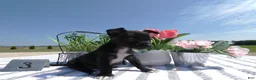 Chihuahua dogs for sale: Chihuahua 3 Marlo - Ad 3