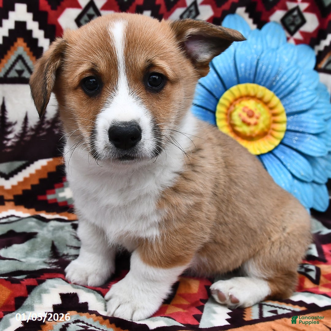 Welsh Corgi Pembroke dogs for sale: Hobo - Ad 1
