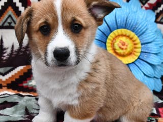 Welsh Corgi Pembroke dogs Hobo - Ad 30