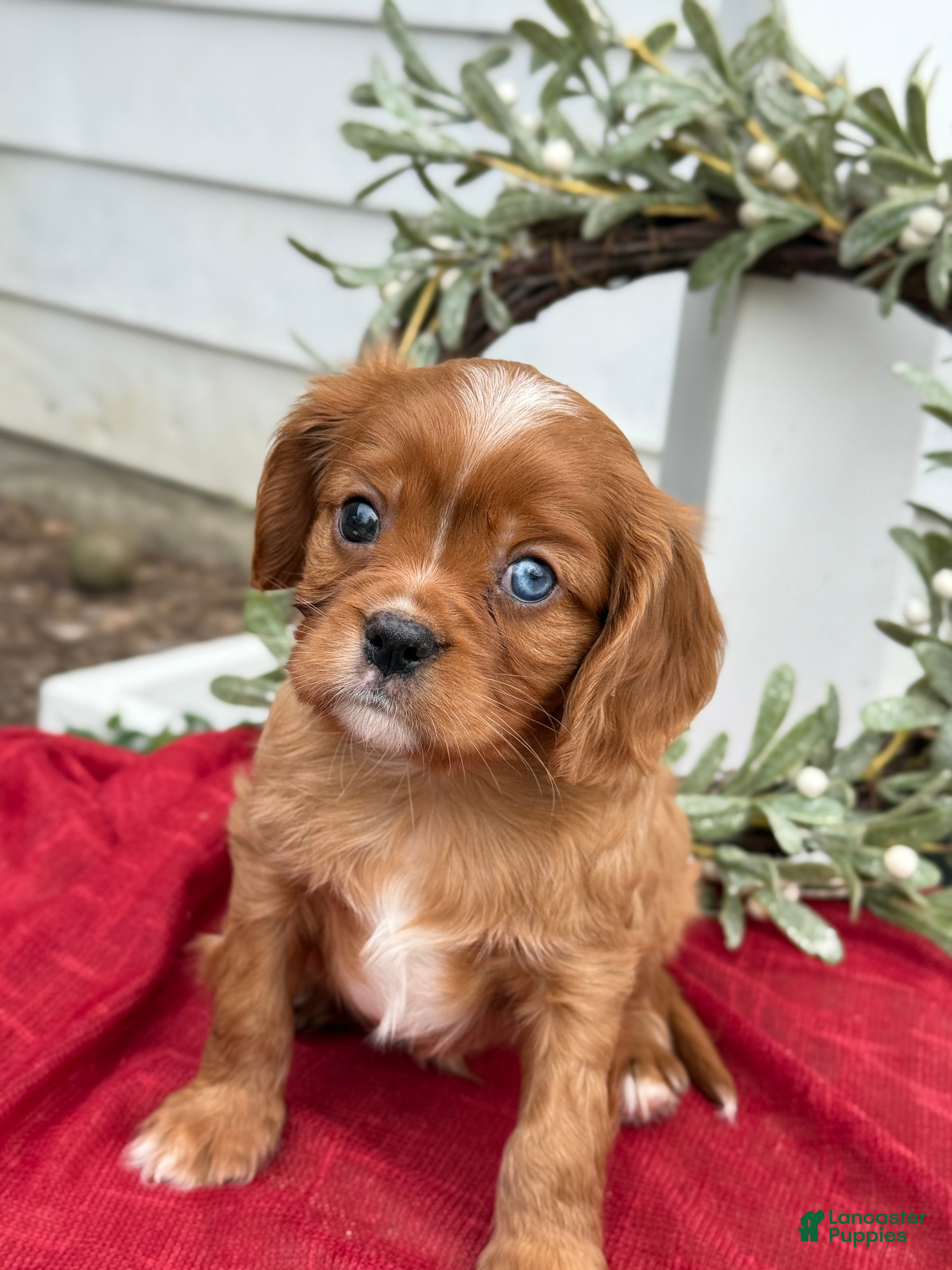 Cavalier King Charles Spaniel dogs Ozzy - Ad 42