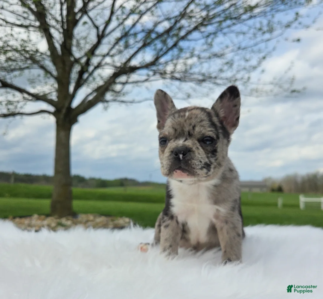 Frenchton dogs for sale: Roseann - Ad 8