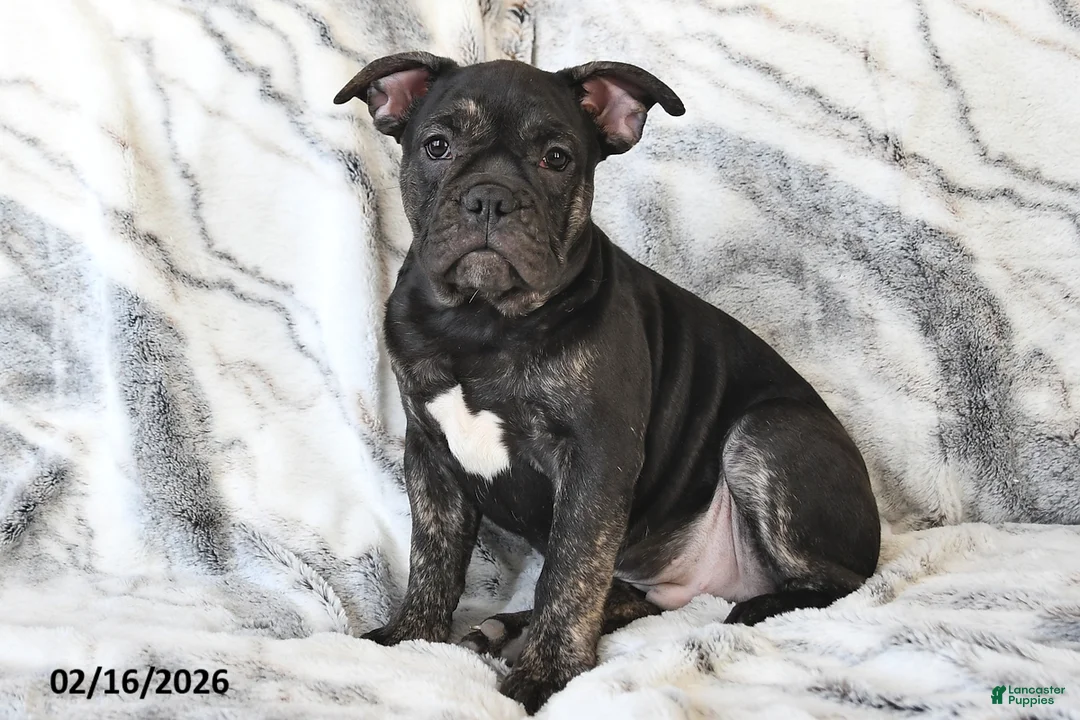 Mixed Breed dogs for sale: Nick - Ad 3