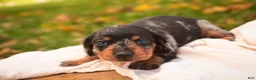 Miniature Dachshund dogs for sale: Libby Miniature Dachshund  - Ad 5