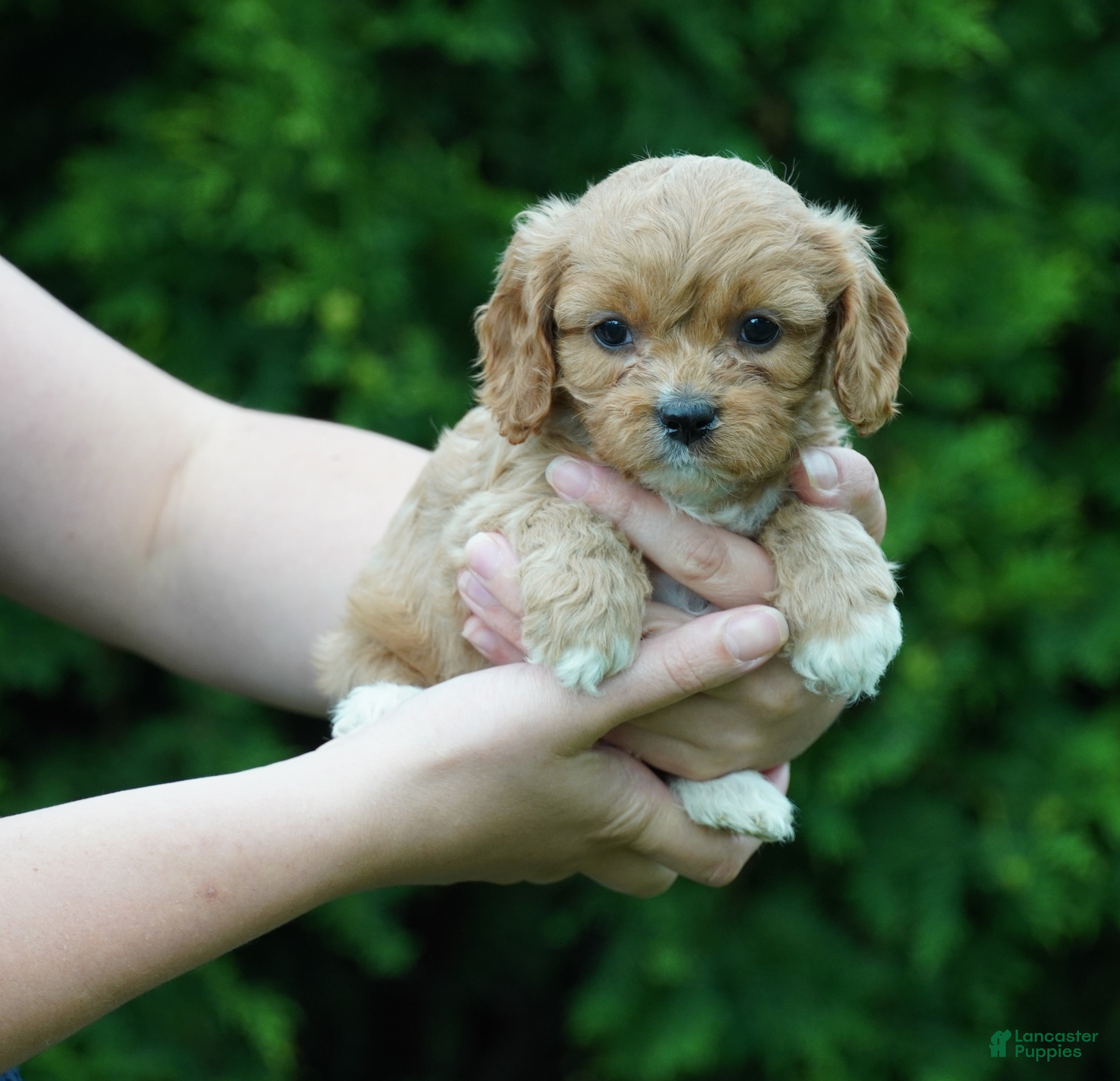 Cavachon dogs Lexi - Ad 1