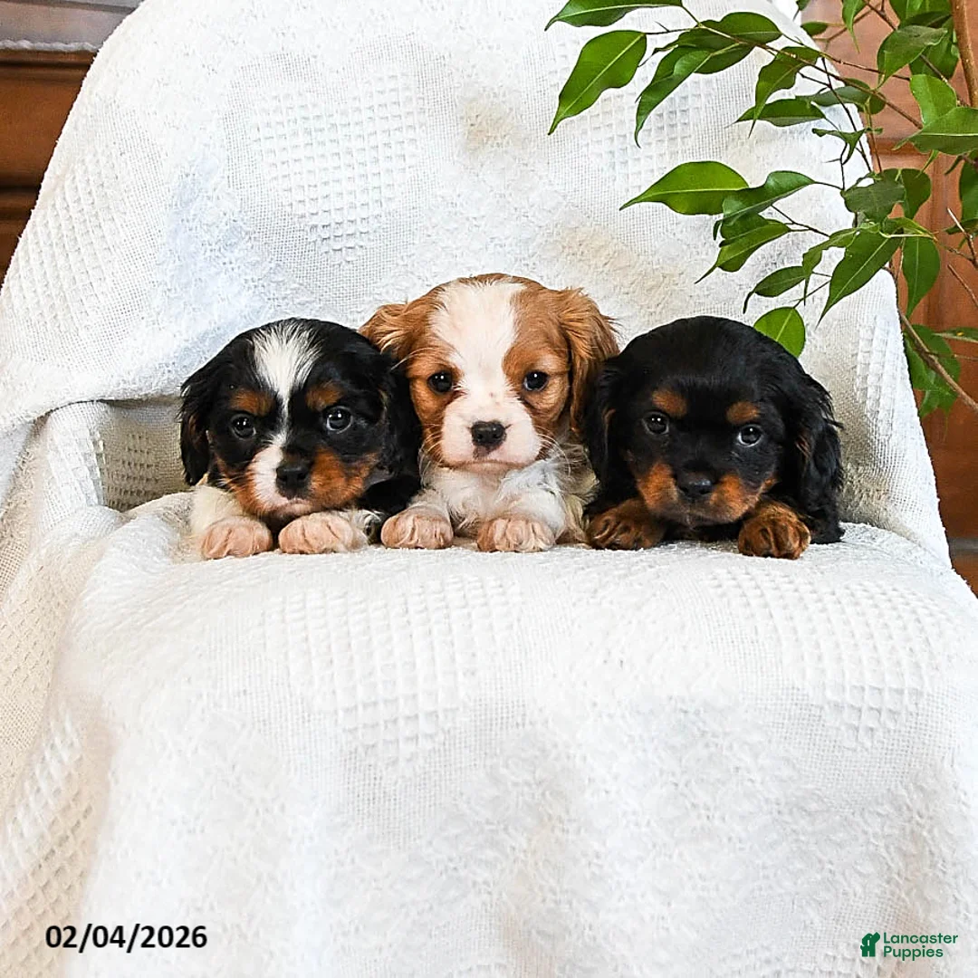 Mixed Breed dogs for sale: Matcha - Ad 5