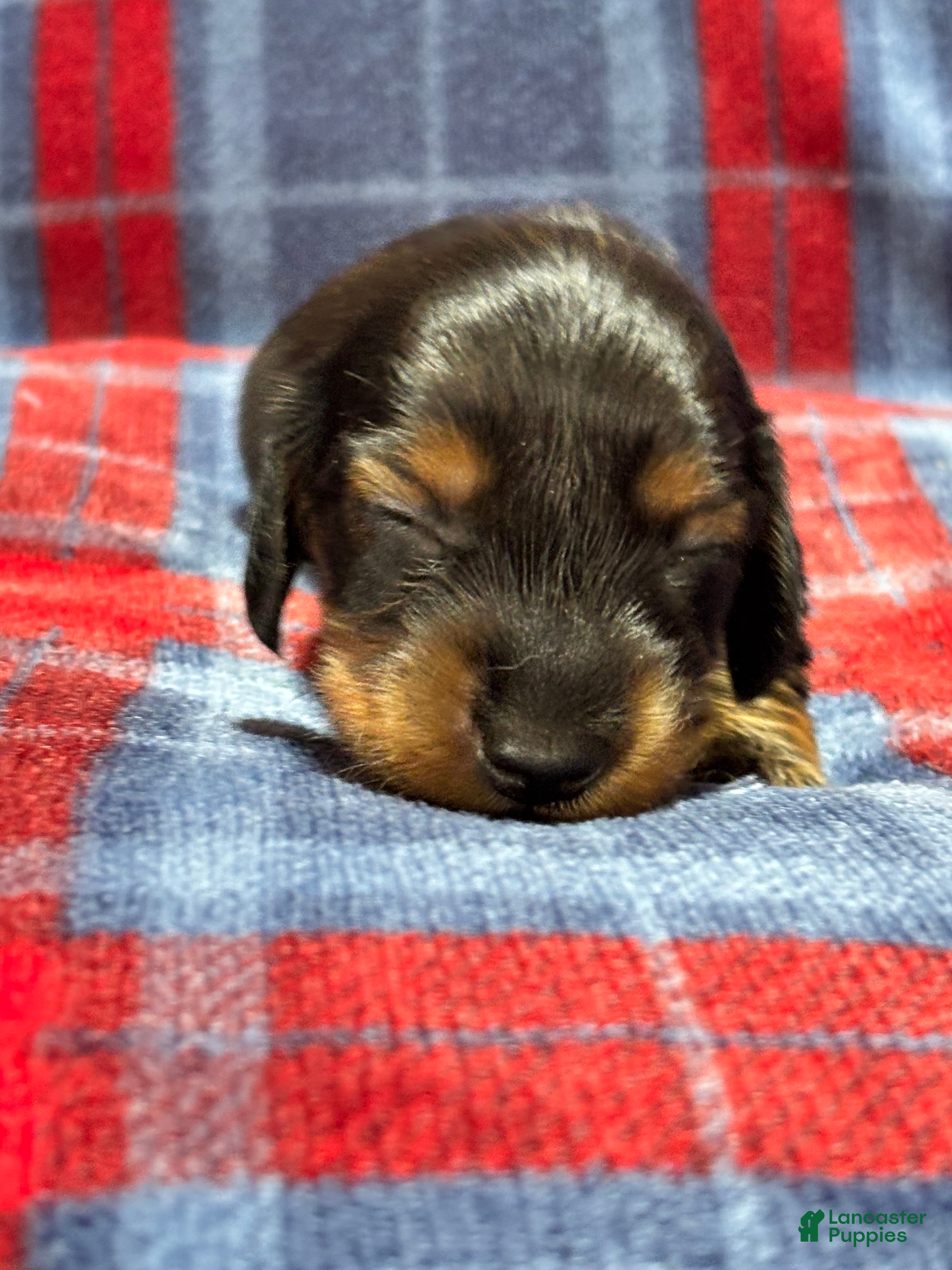 Dachshund dogs Dachshund 1 - Ad 2