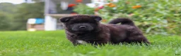 Akita dogs for sale: Nova - Ad 4