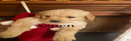 Goldendoodle dogs for sale: Aspen - Ad 3