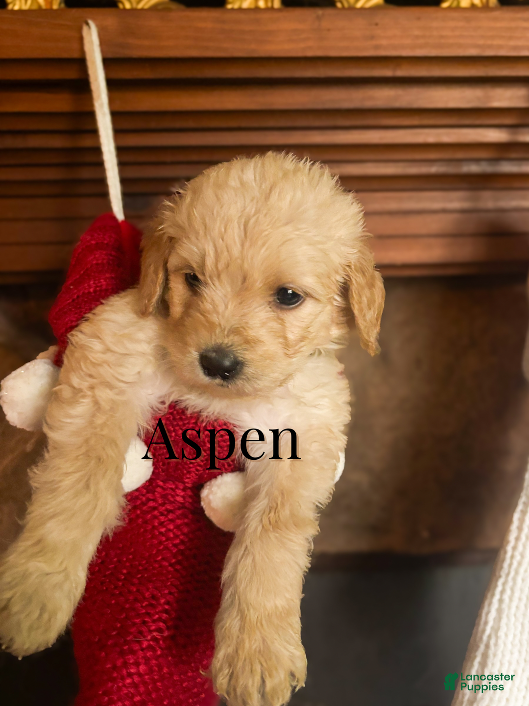 Goldendoodle dogs for sale: Aspen - Ad 3