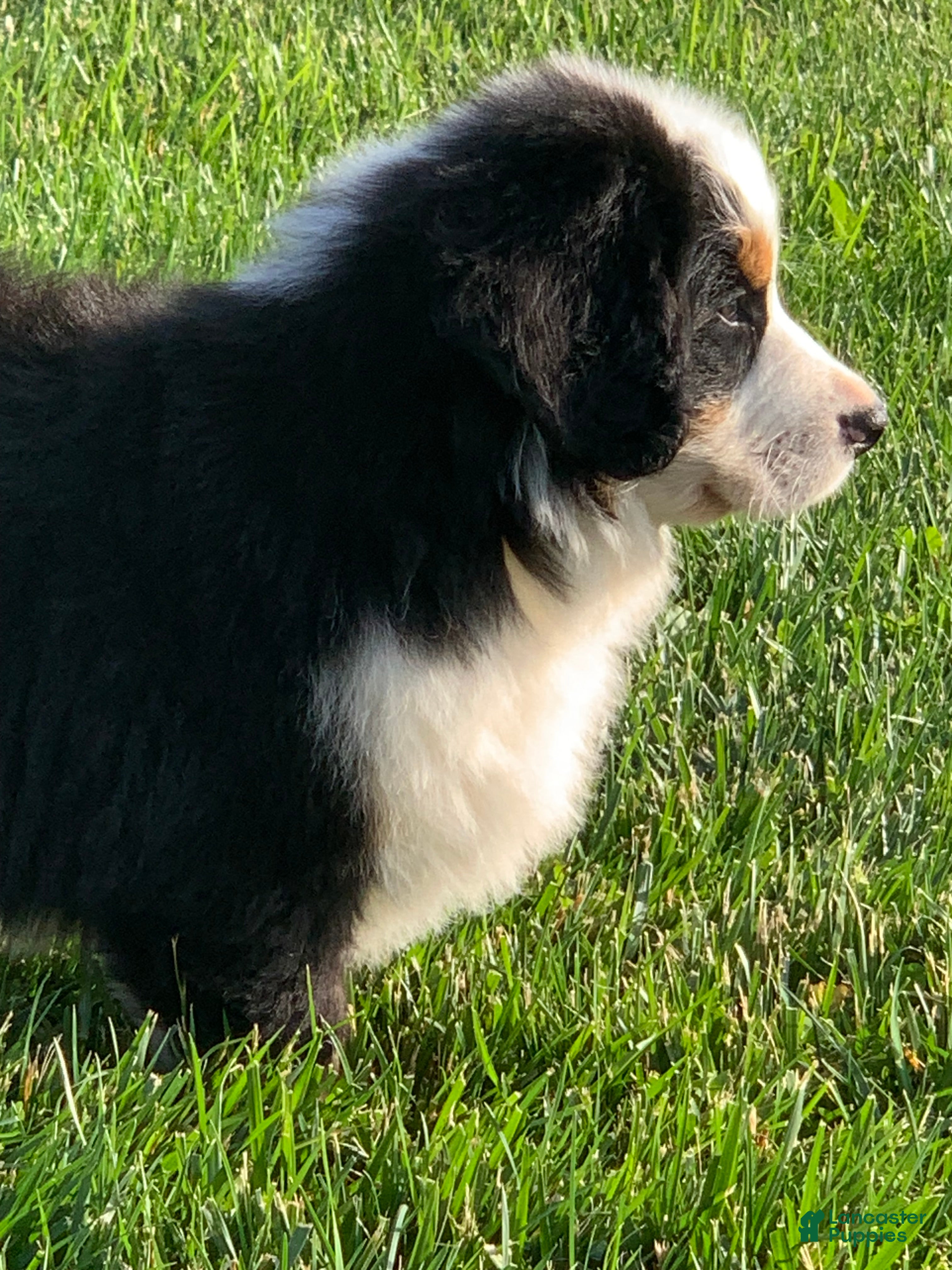 Bernese Mountain Dog dogs for sale: Nemo - Ad 10