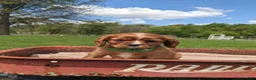 Cavalier King Charles Spaniel dogs for sale: Kooper  - Ad 13