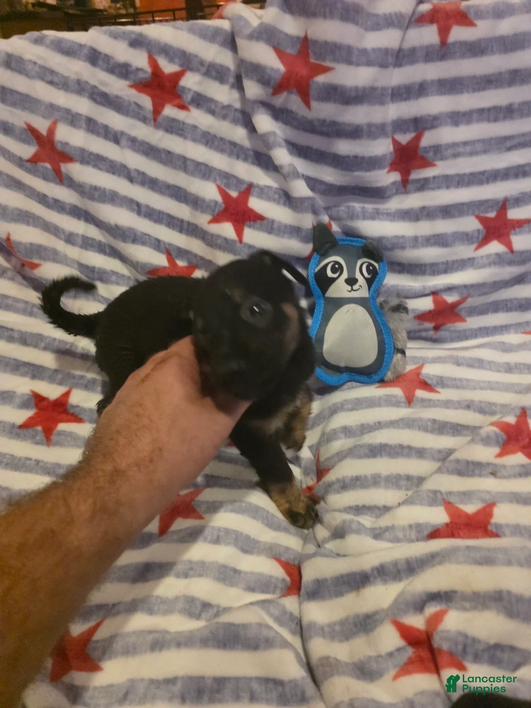 Mixed Breed dogs for sale: Mixed Breed 7 - Ad 2