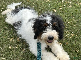 Mini Bernedoodle dogs - Ad 2