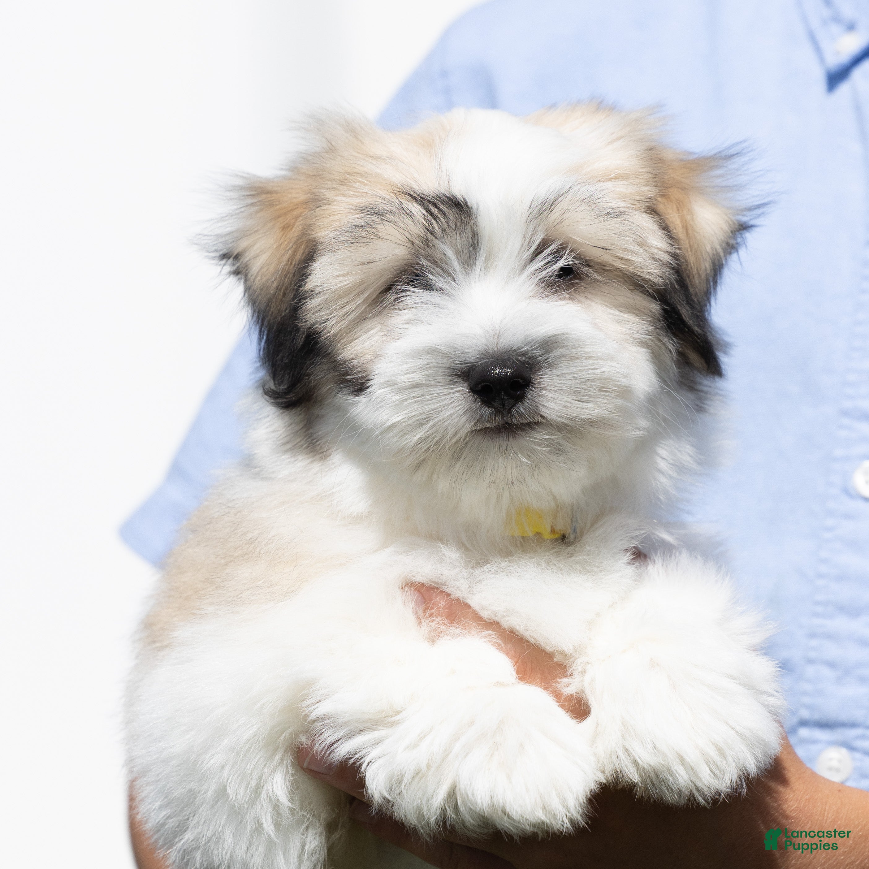 Coton De Tulear dogs Honey - Ad 1