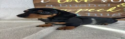 Dachshund dogs for sale: Dalton - Ad 4