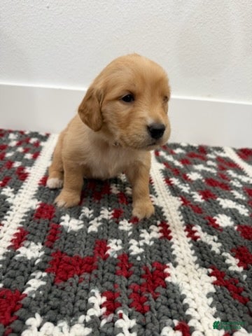 Golden Retriever dogs Gold Girl - Ad 1