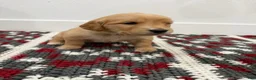 Golden Retriever dogs for sale: Gold Girl - Ad 1