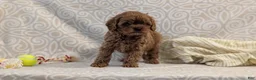 Cavapoo dogs for sale: Tyson - Ad 6